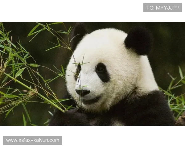 U10组冠军胖达熊猫队队员：团队协作是棒垒球最大魅力